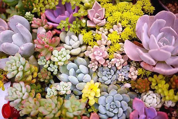 華亭鎮(zhèn)團(tuán)委聯(lián)合上海滬工閥門廠開展微景觀綠植DIY活動(圖2)