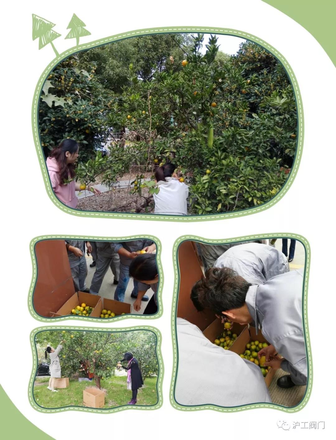 收獲橘子(圖4)